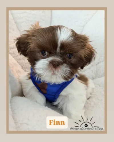 Finn Male liver and white Shih Tzu puppy.