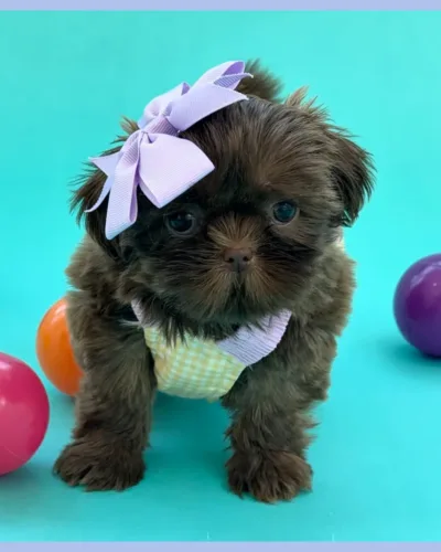 Gracie Chocolate female Shih Tzu puppy dressed up for photos.