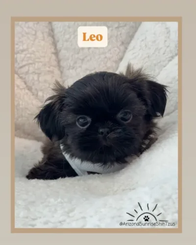 Leo Male Black Shih Tzu puppy.