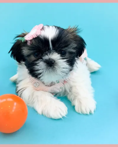 Mabel Silver and white female Shih Tzu puppy dressed up for photos.