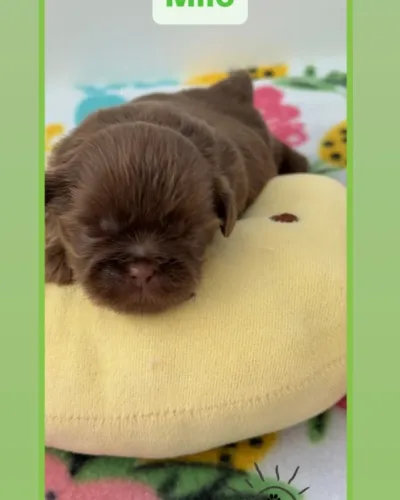 Milo Newborn liver Shih Tzu Puppy.