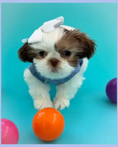 Opal Gold and white liver female Shih Tzu puppy dressed up for photos.