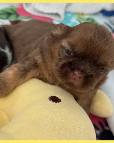 Remy Newborn gold liver Shih Tzu Puppy.