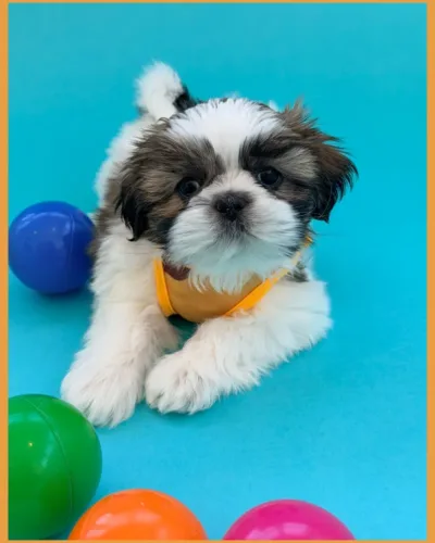 Riley Gold and white male Shih Tzu puppy dressed up for photos.