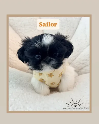 Sailor Male black and white Shih Tzu puppy.