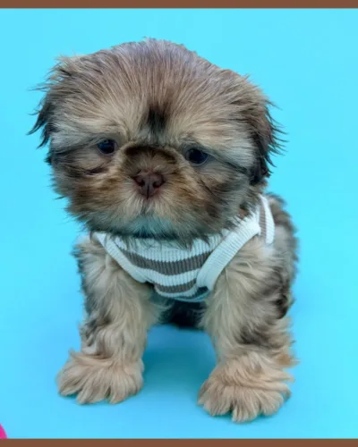 Teddy Liver male Shih Tzu puppy dressed up for photos.
