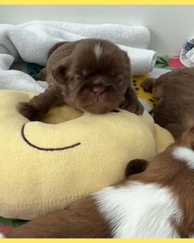 Theo Newborn chocolate liver Shih Tzu Puppy.