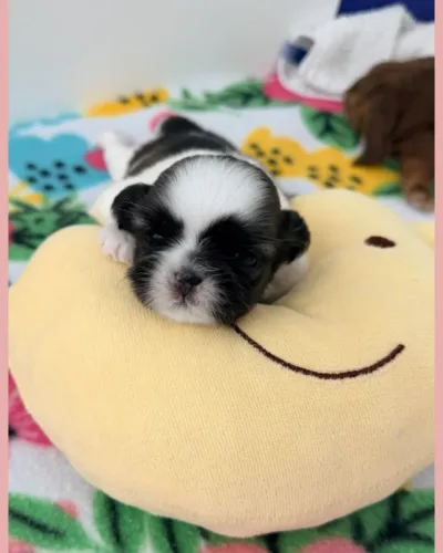 Cute Puppy Black and white Shih Tzu Puppy.