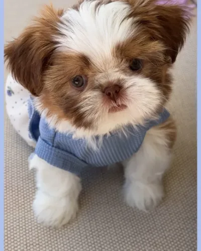 Shih Tzu Puppy Gold and white liver Shih Tzu puppy sitting outdoors in a blue and white dress.