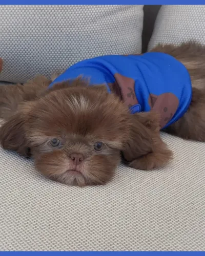 Liver Shih Tzu Puppy Liver male Shih Tzu puppy sitting on a couch outdoors.