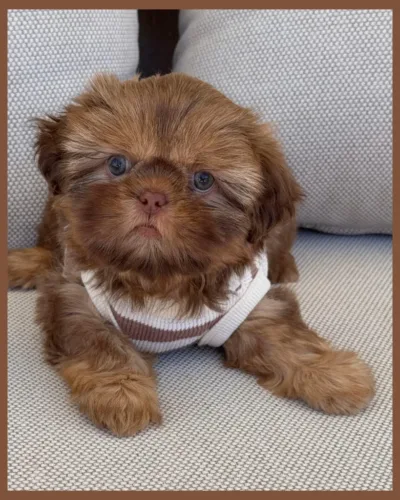 Sable Liver Shih Tzu Puppy Sable Liver Shih Tzu puppy sitting outdoors on the couch.